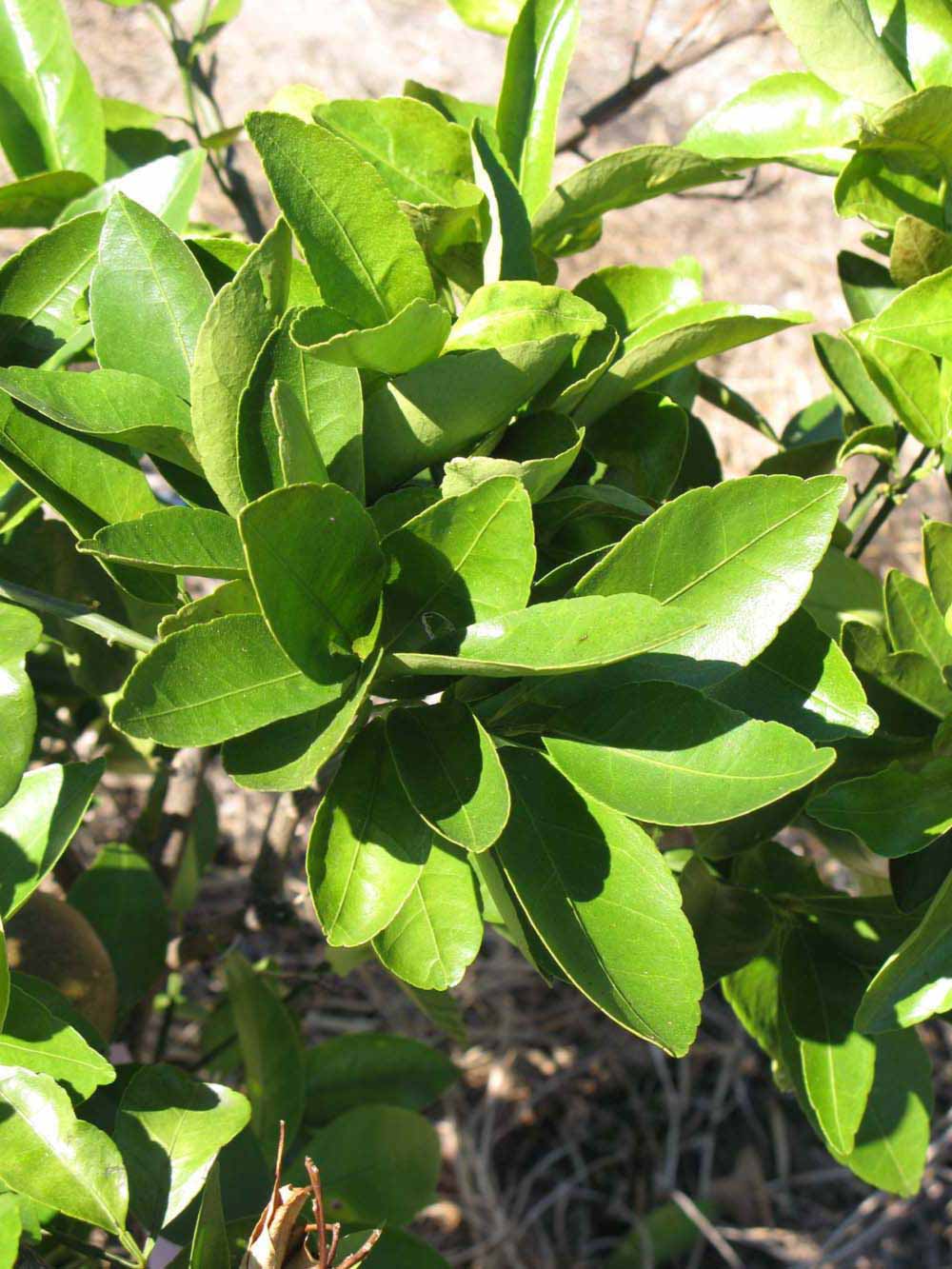              Sun leaves (Winter Haven, FL)       